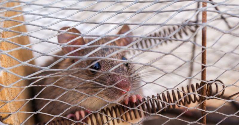 cara mengusir tikus tanpa membunuh